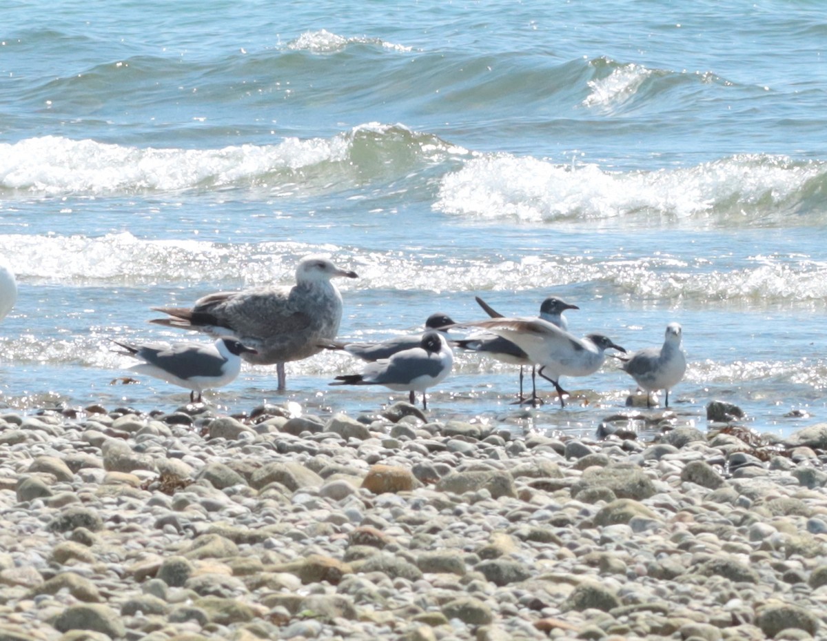 Laughing Gull - ML635986752