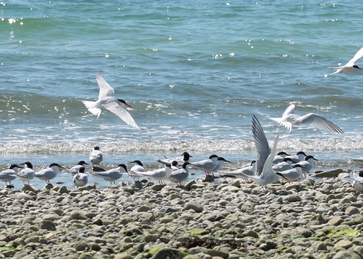 Common Tern - ML635986767