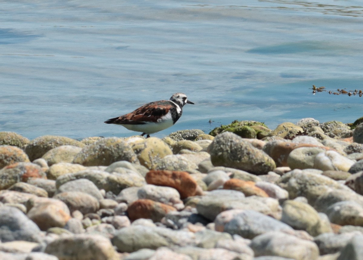 Ruddy Turnstone - ML635986773