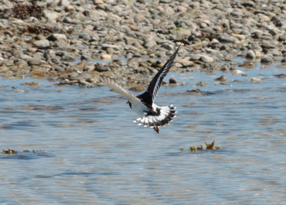 Ruddy Turnstone - ML635986777