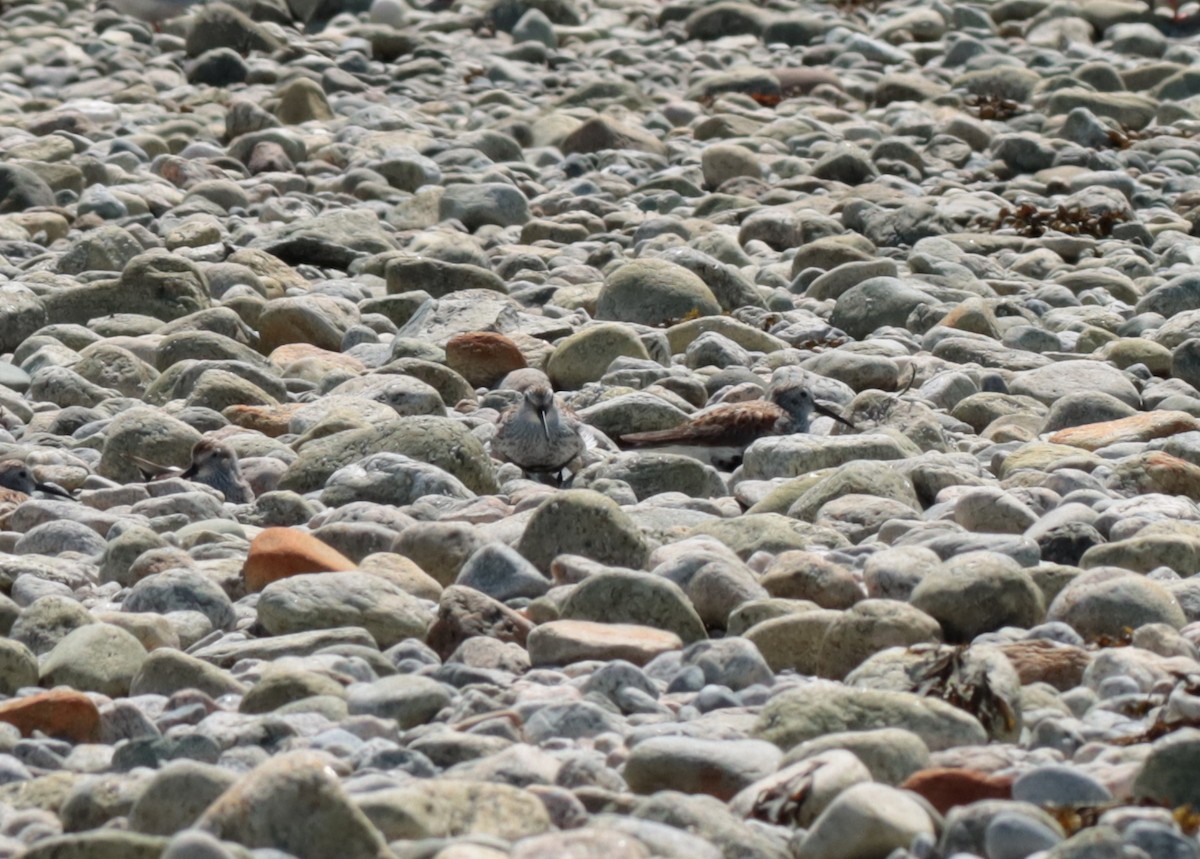 Dunlin - ML635986788