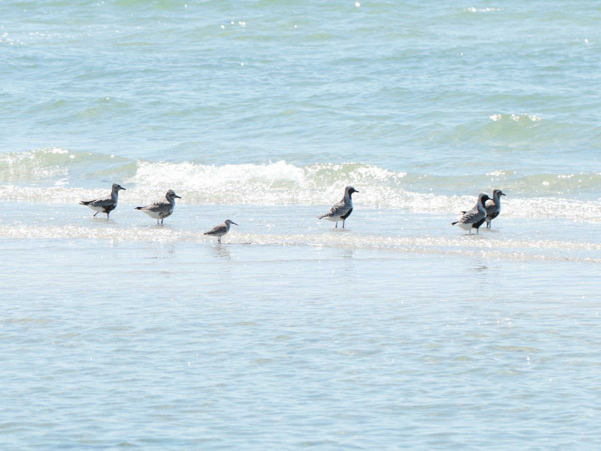 Dunlin - ML635986806