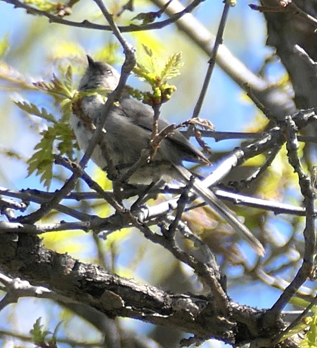 Bushtit - ML635986808