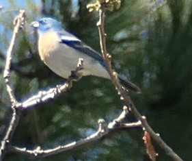 Lazuli Bunting - ML635986824