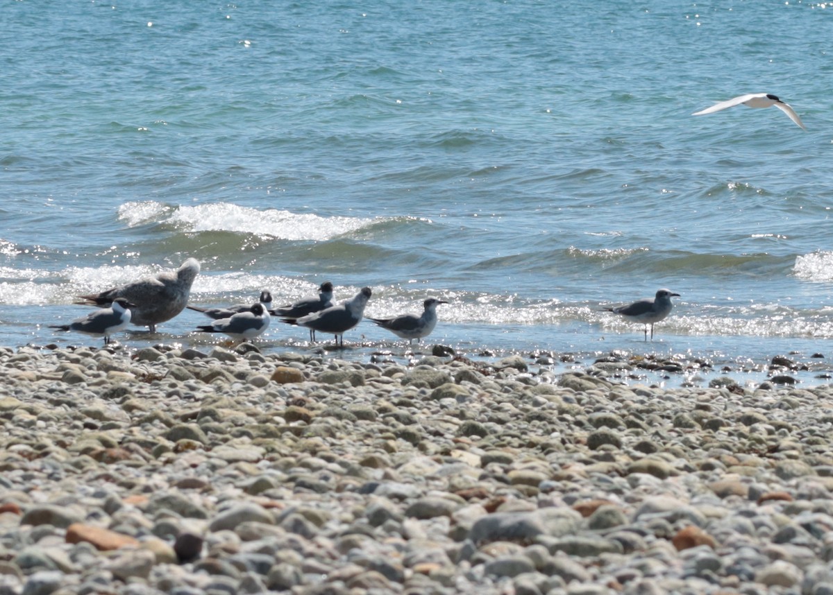 Laughing Gull - ML635986830