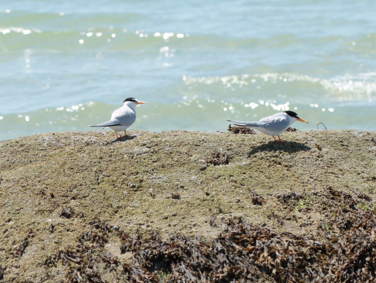 Least Tern - ML635986869