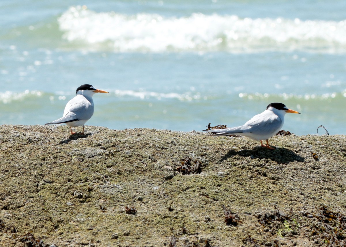 Least Tern - ML635986904
