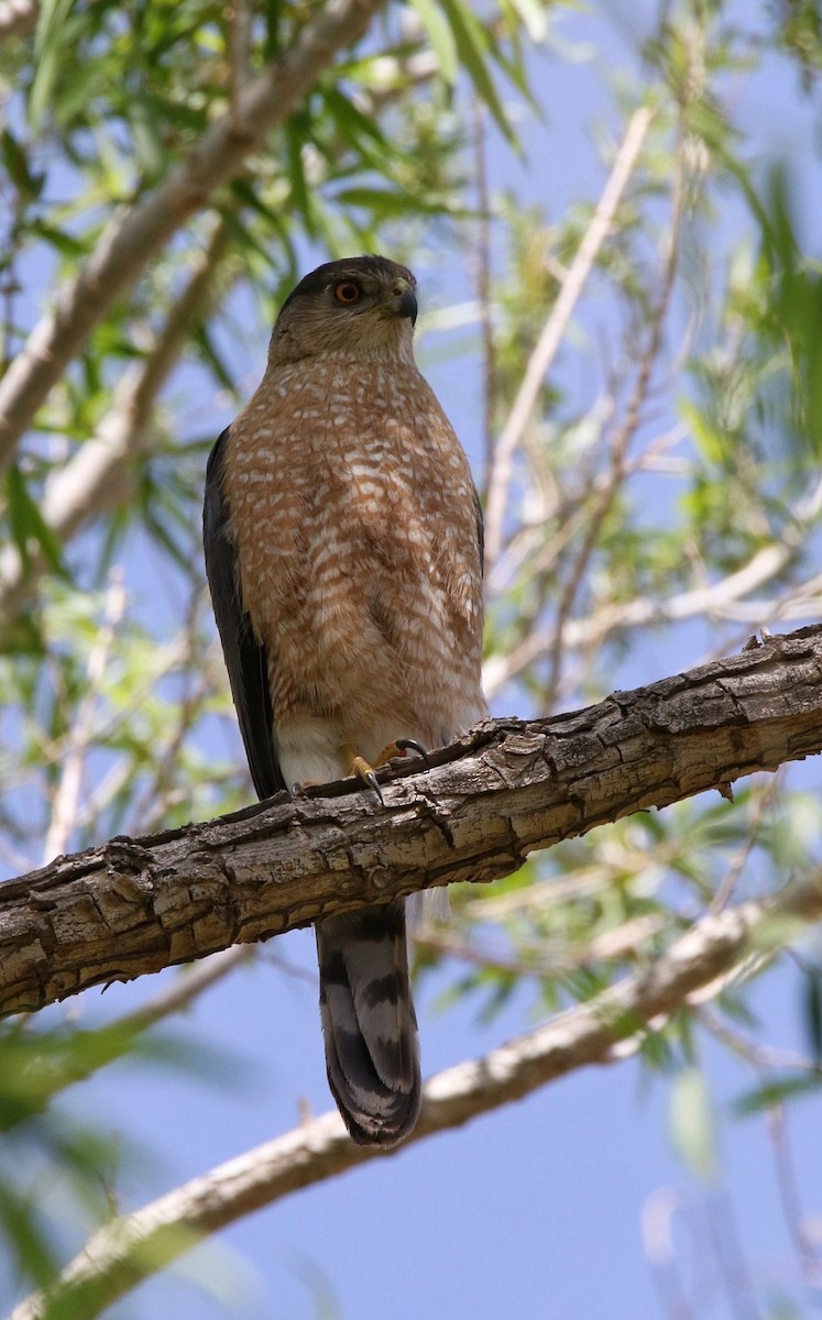 Cooper's Hawk - ML635986953