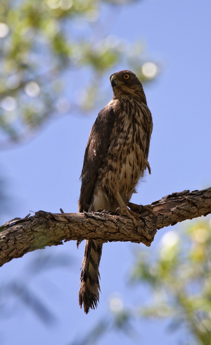 Cooper's Hawk - ML635986954