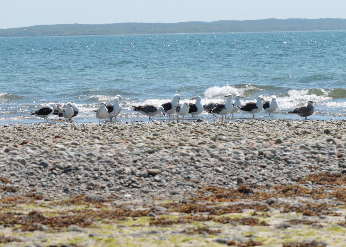 Great Black-backed Gull - ML635986973