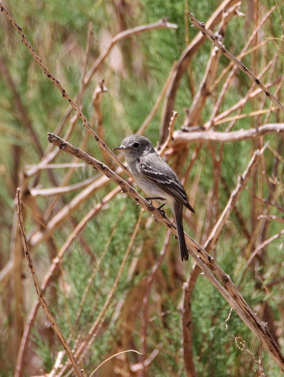 Gray Flycatcher - ML635986997