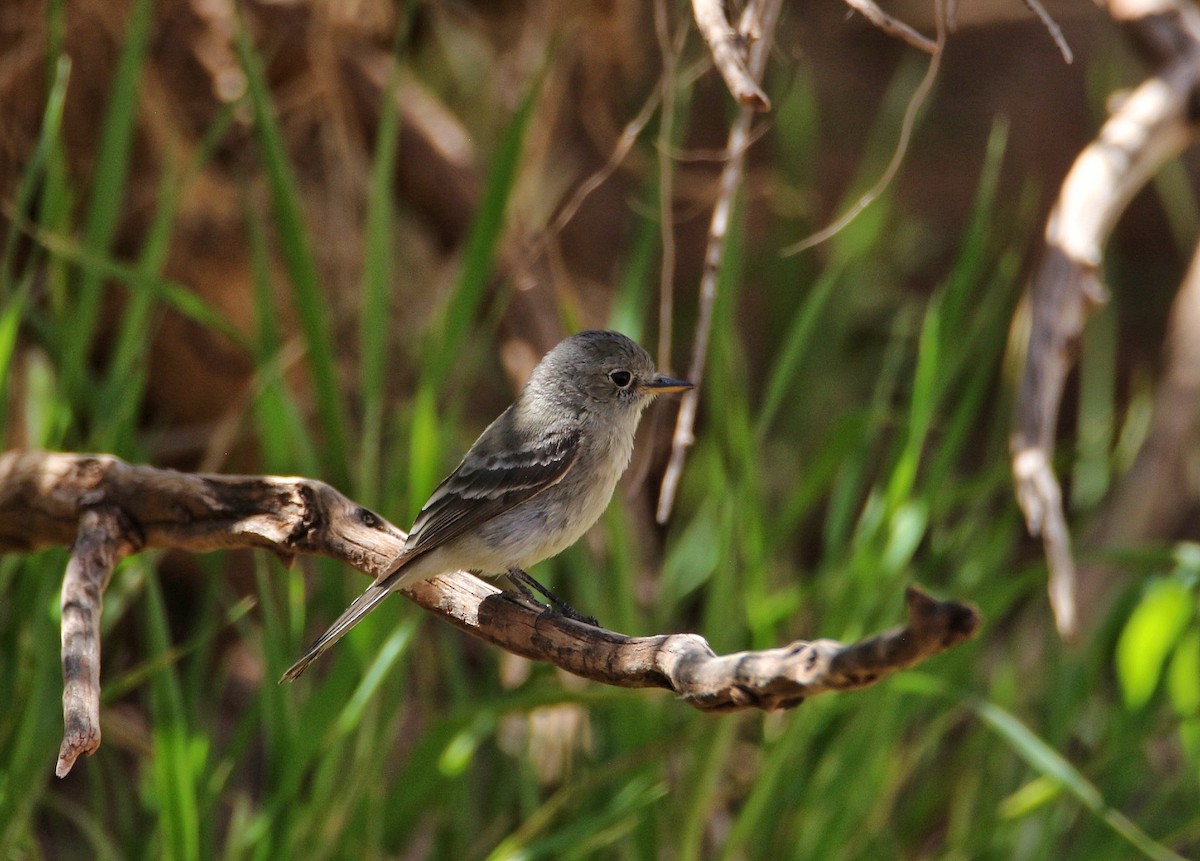 Gray Flycatcher - ML635986998