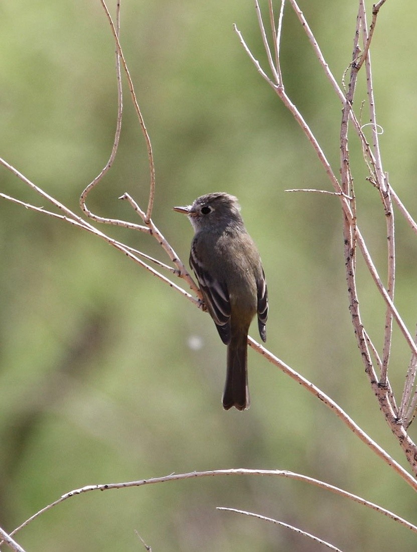 Dusky Flycatcher - ML635987021