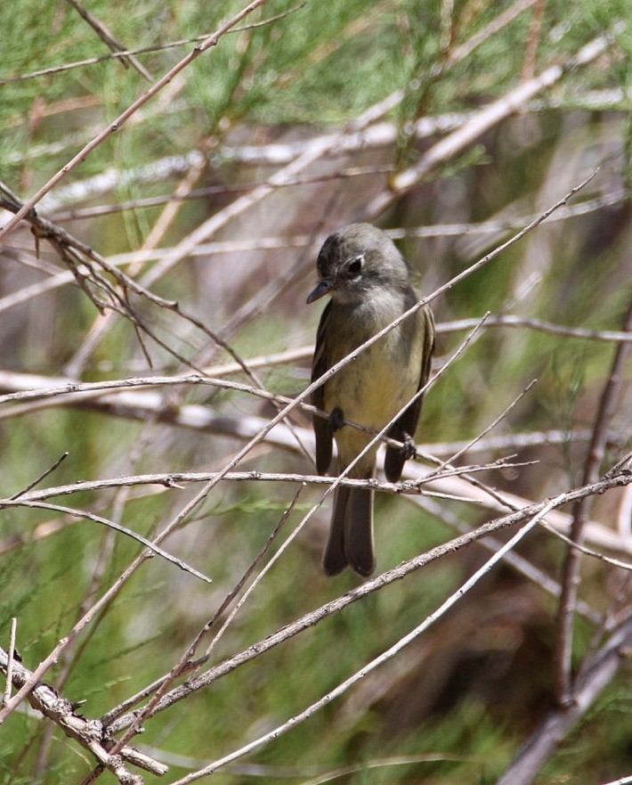 Dusky Flycatcher - ML635987022