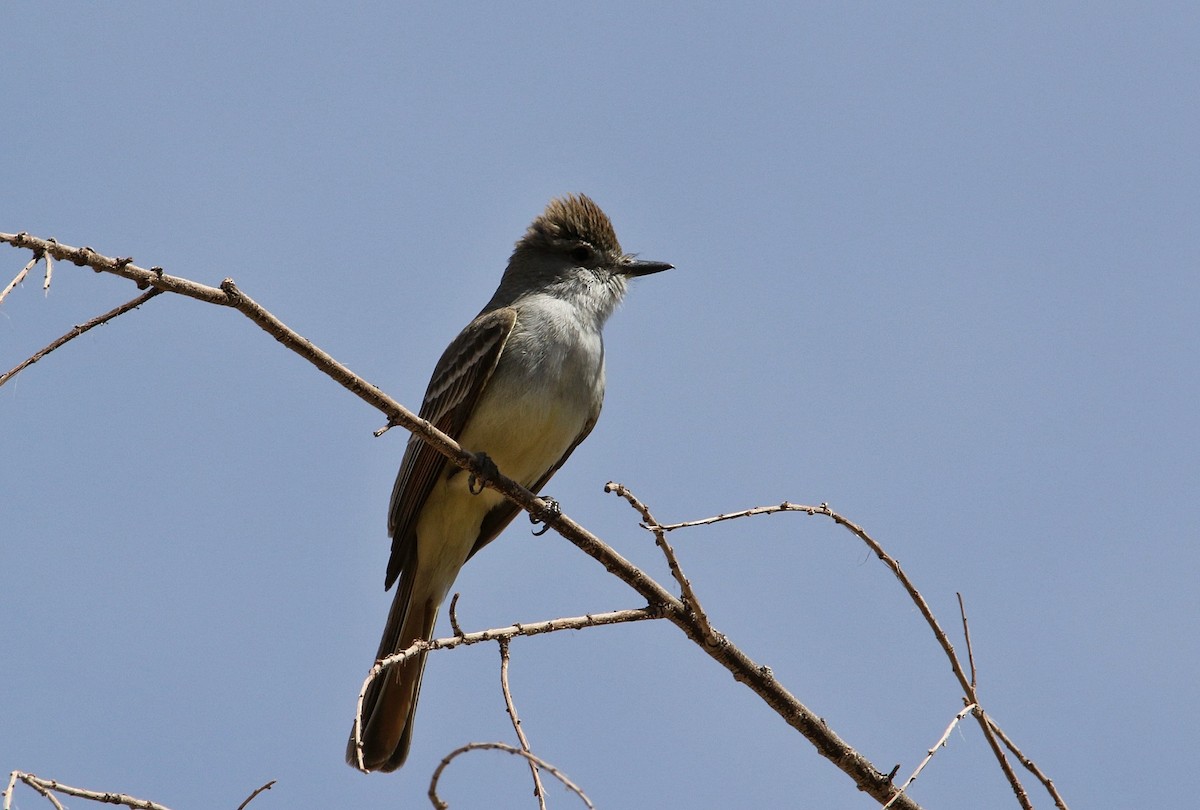 Ash-throated Flycatcher - ML635987031