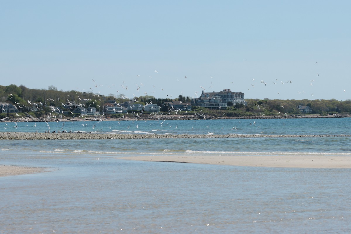 Roseate Tern - ML635987036