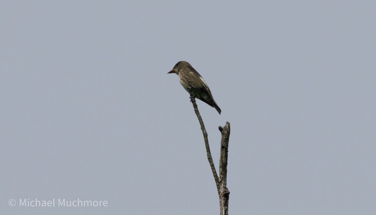 Eastern Phoebe - ML635987082