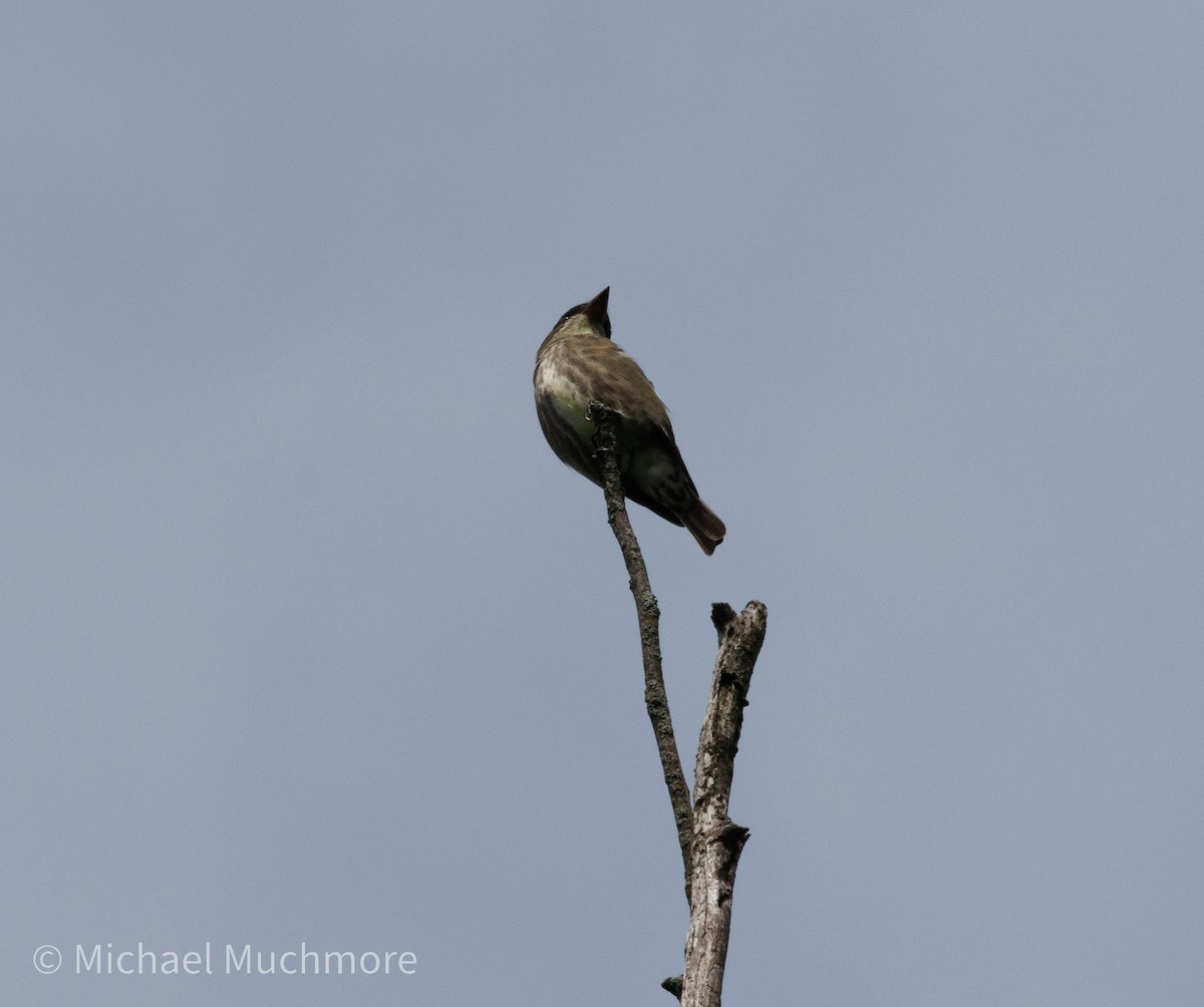 Eastern Phoebe - ML635987083