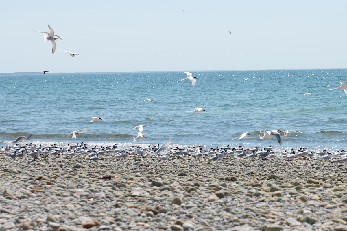 Roseate Tern - ML635987096