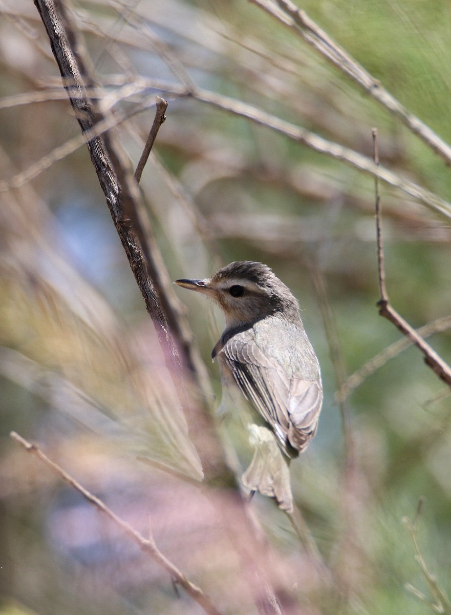 Warbling Vireo - ML635987150