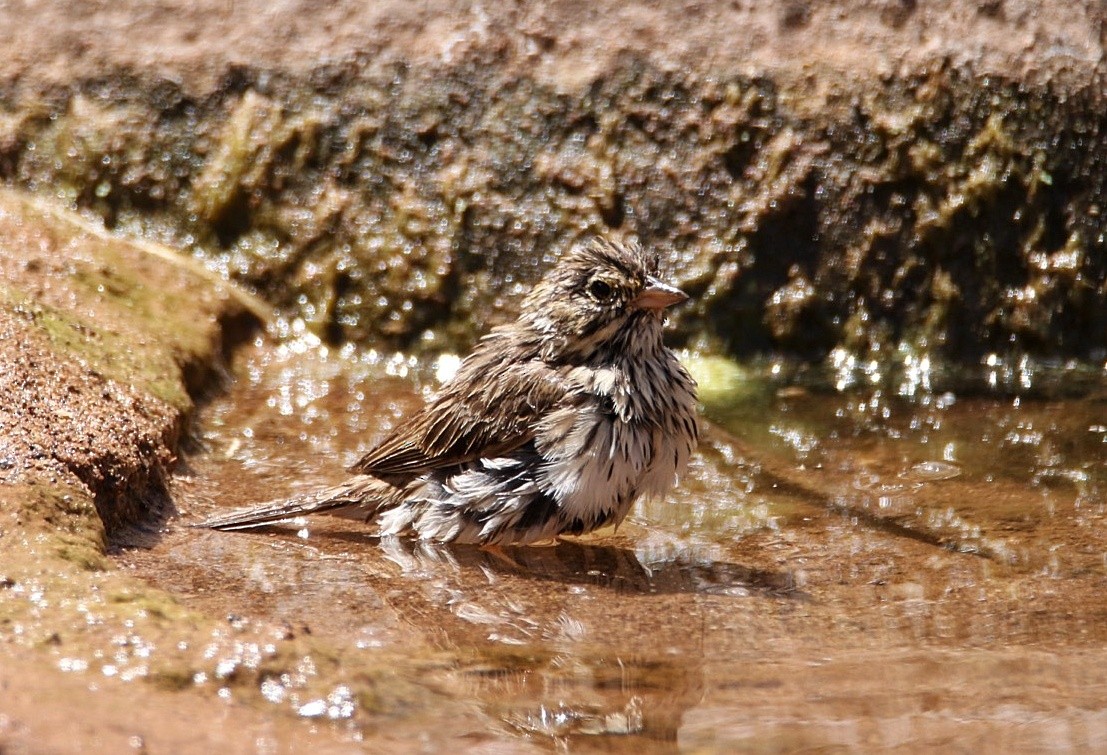 Savannah Sparrow - ML635987171