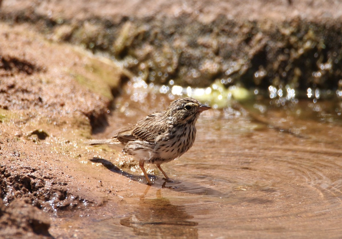 Savannah Sparrow - ML635987172