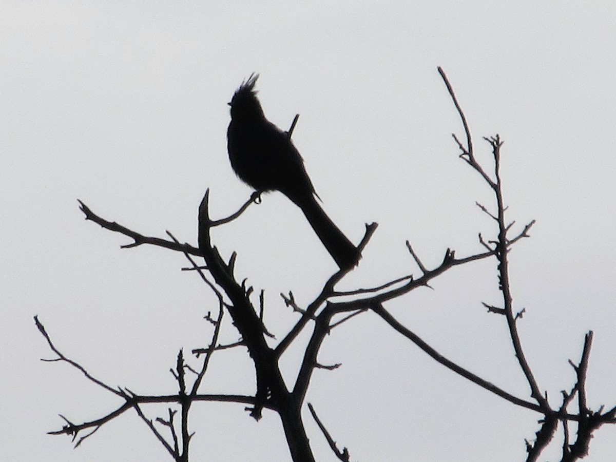 Phainopepla - ML635987244