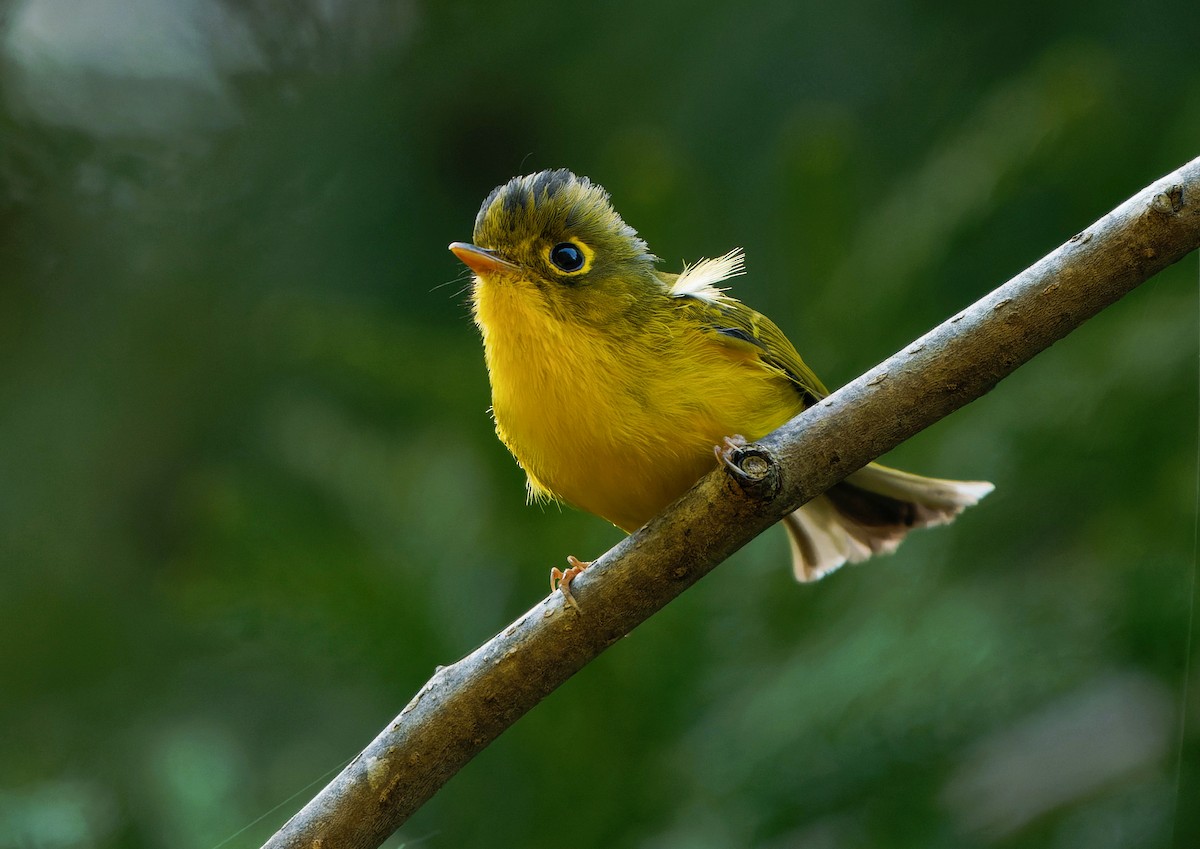 White-spectacled Warbler - ML635987323