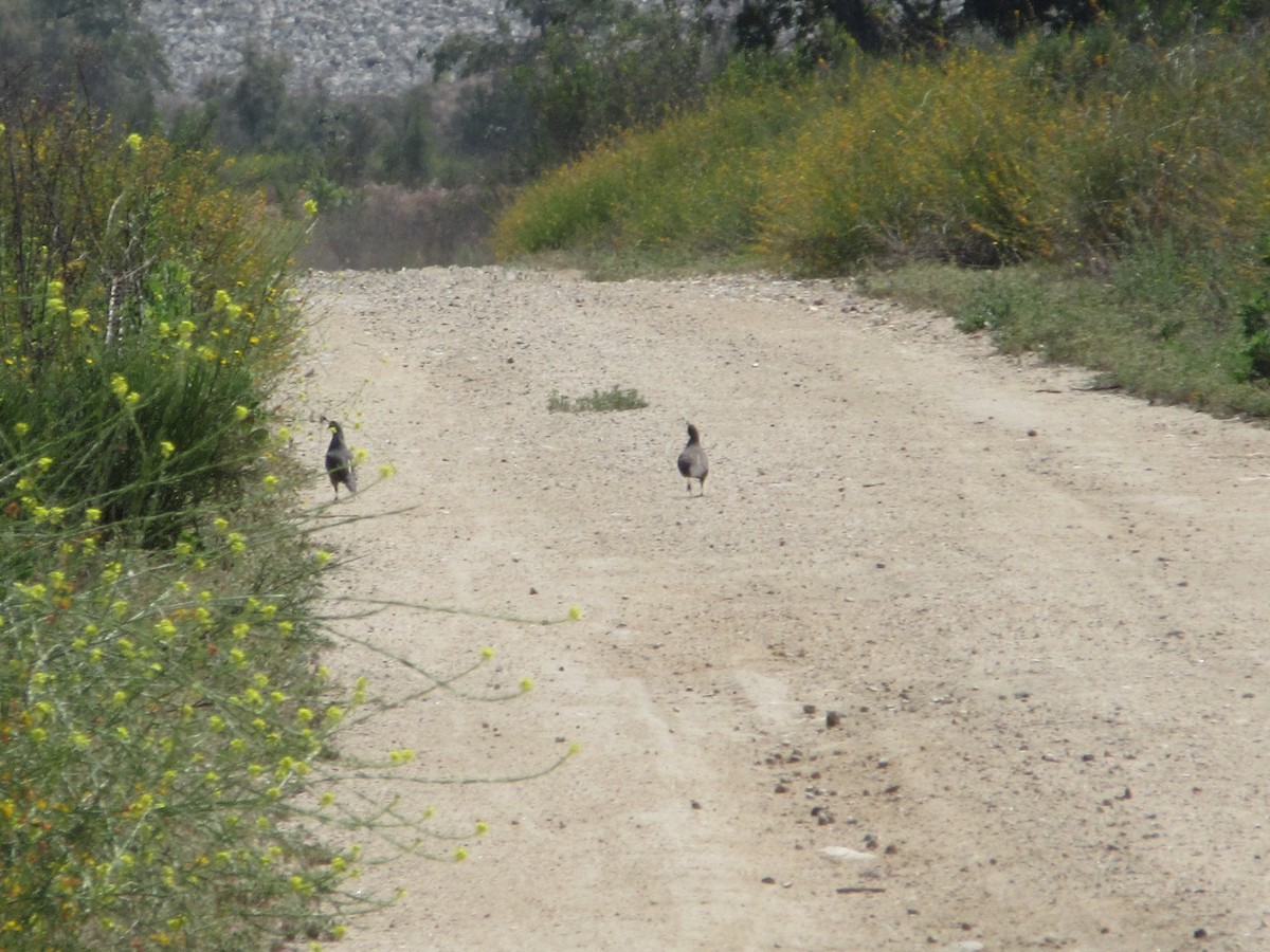 California Quail - ML635987394