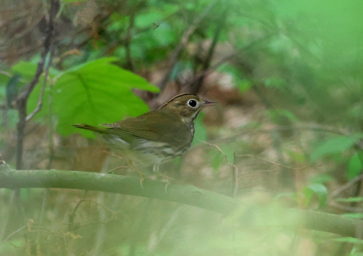 Ovenbird - ML635987400
