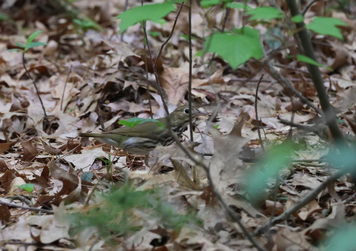 Ovenbird - ML635987401