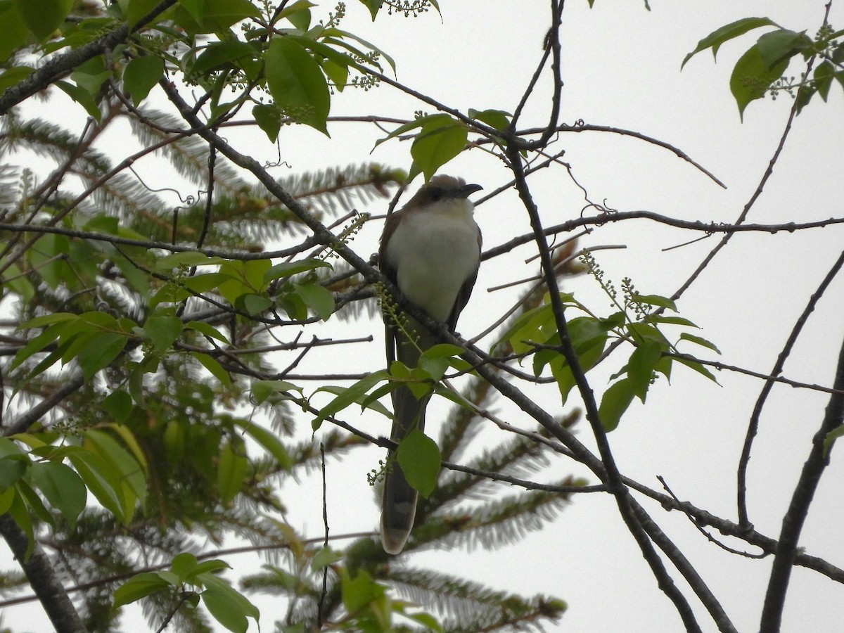 Black-billed Cuckoo - ML635987410