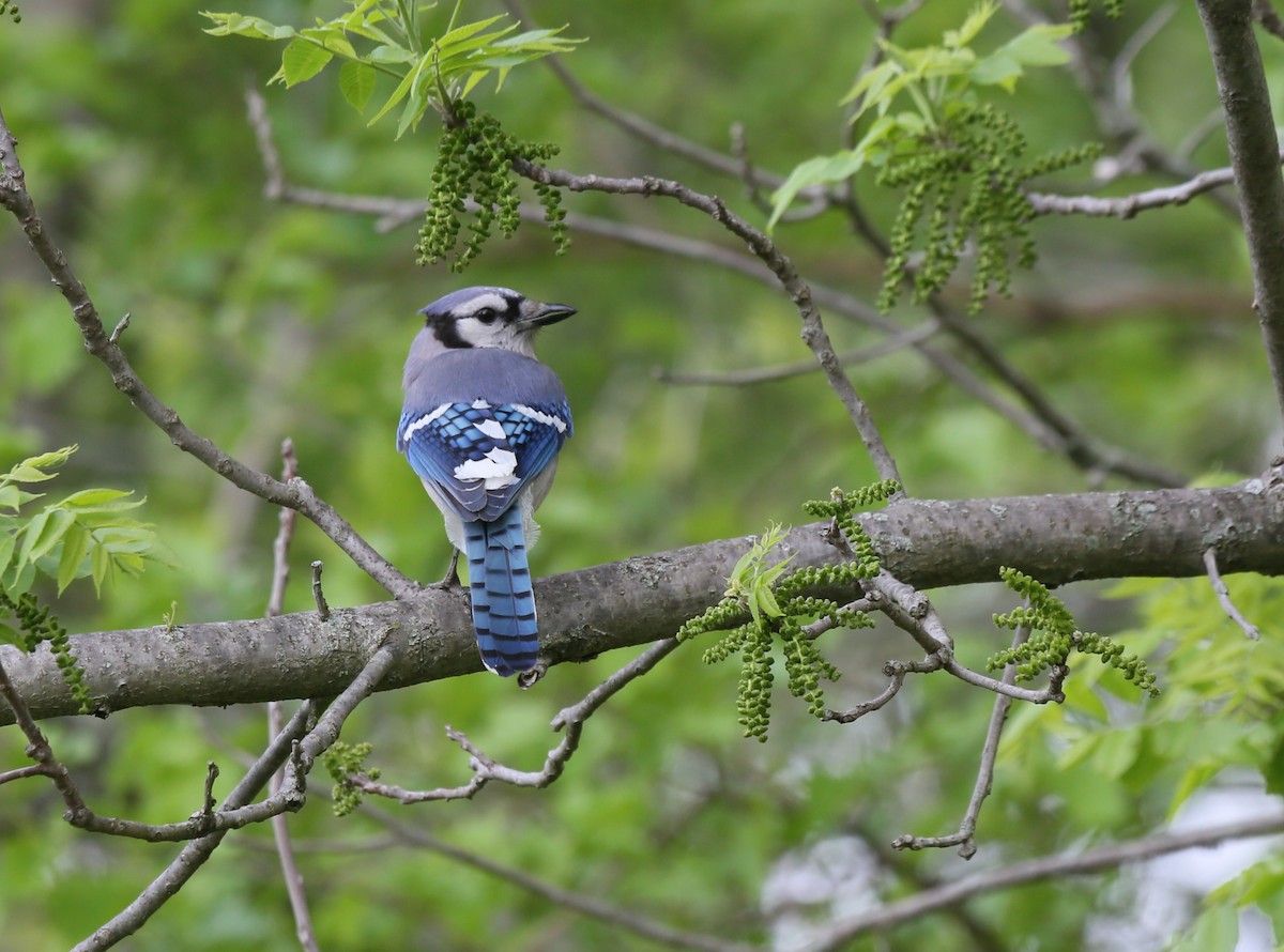 Blue Jay - ML635987435