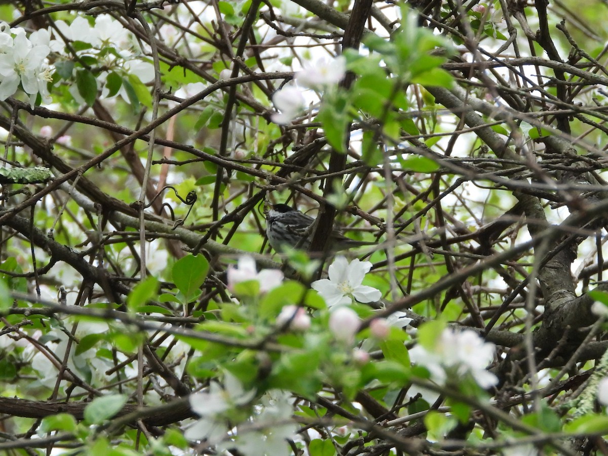 Blackpoll Warbler - ML635987442