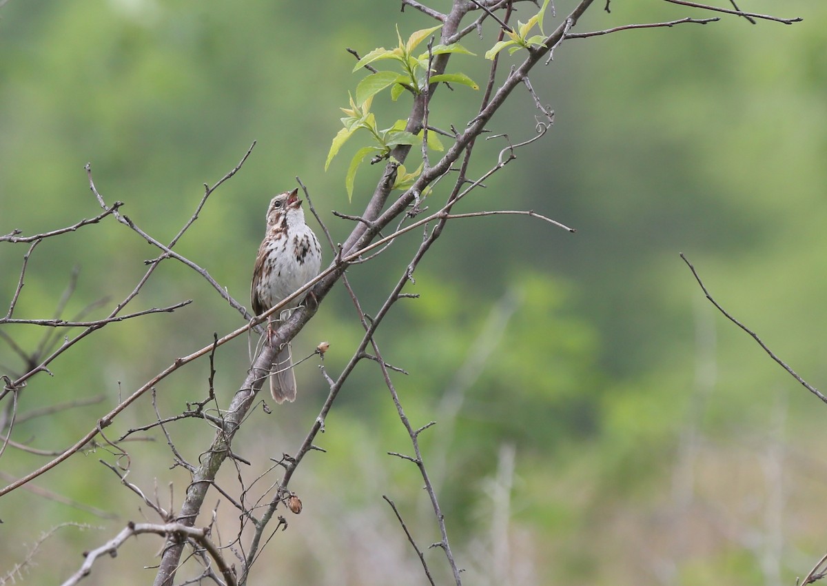 Song Sparrow - ML635987467