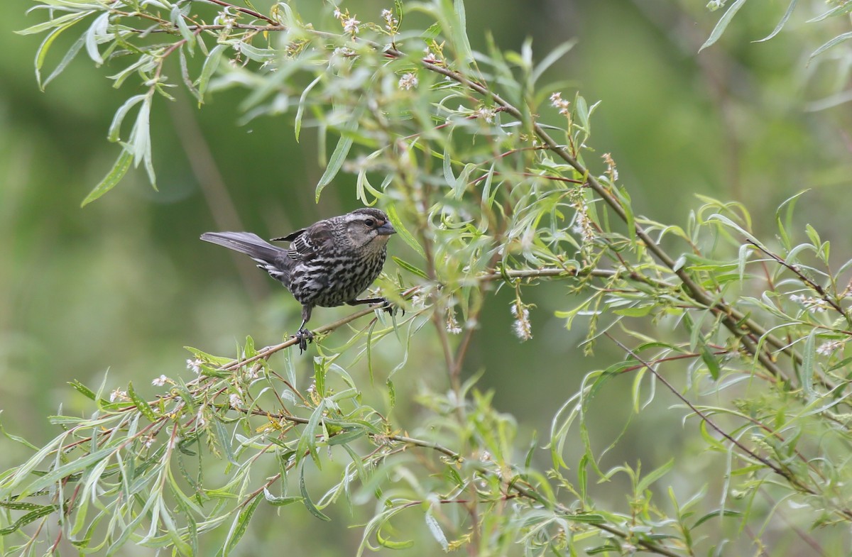 Red-winged Blackbird - ML635987485