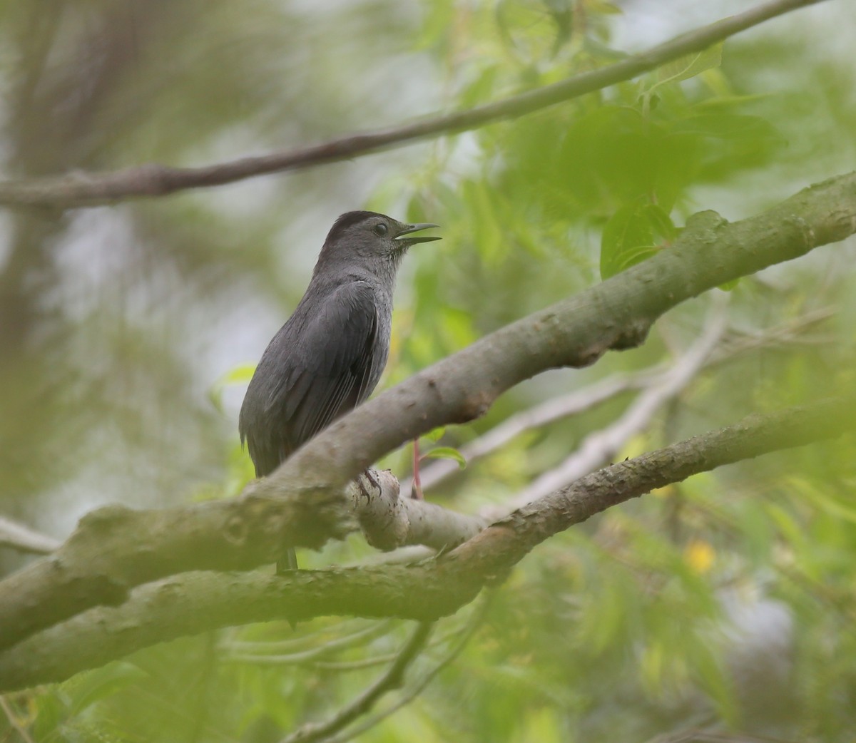 Gray Catbird - ML635987511