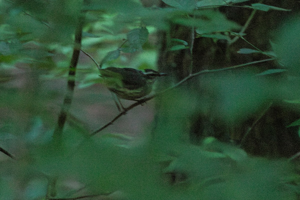 Louisiana Waterthrush - ML635987521