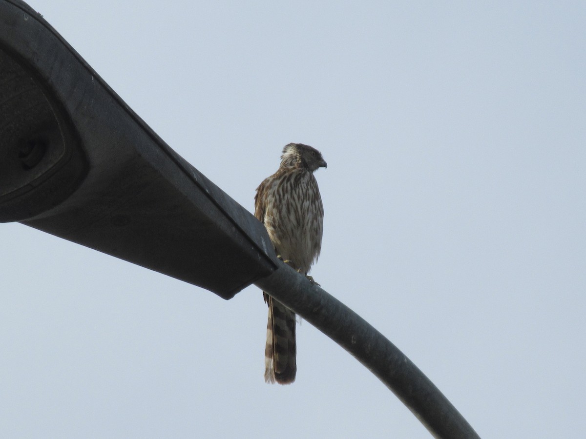 Cooper's Hawk - ML635987545