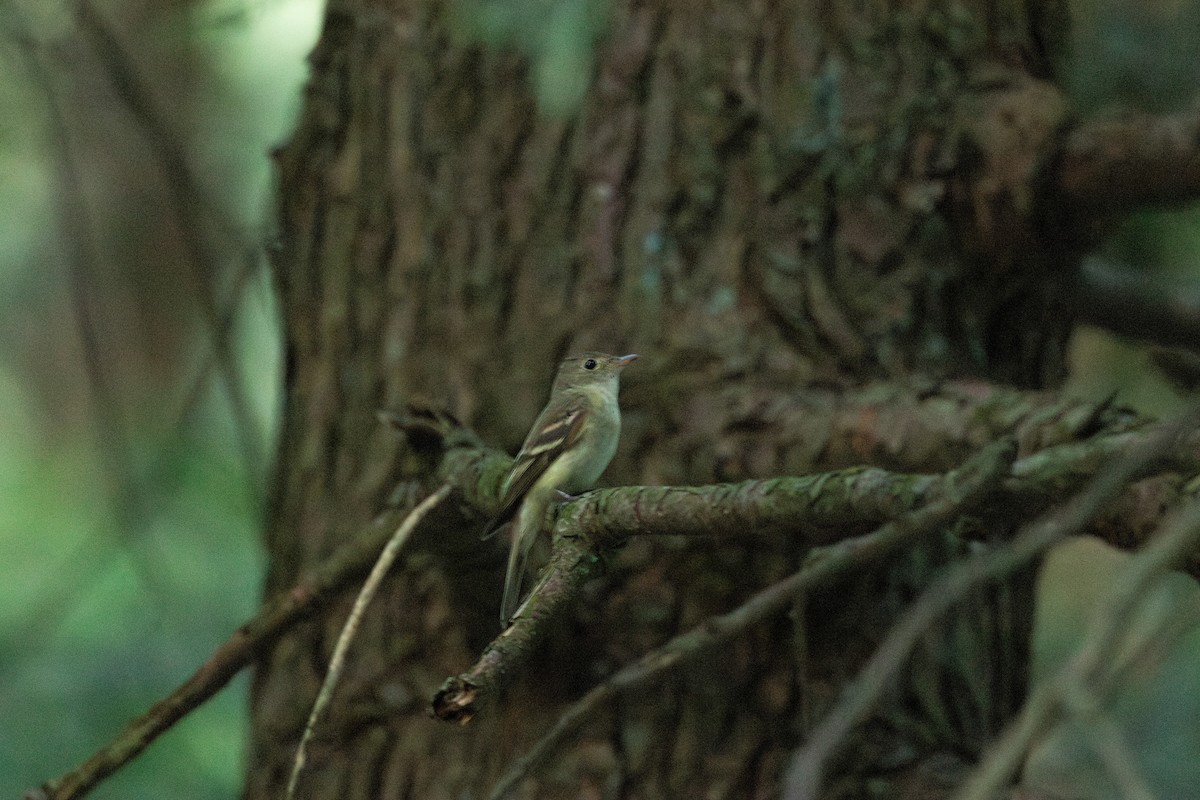 Acadian Flycatcher - ML635987678