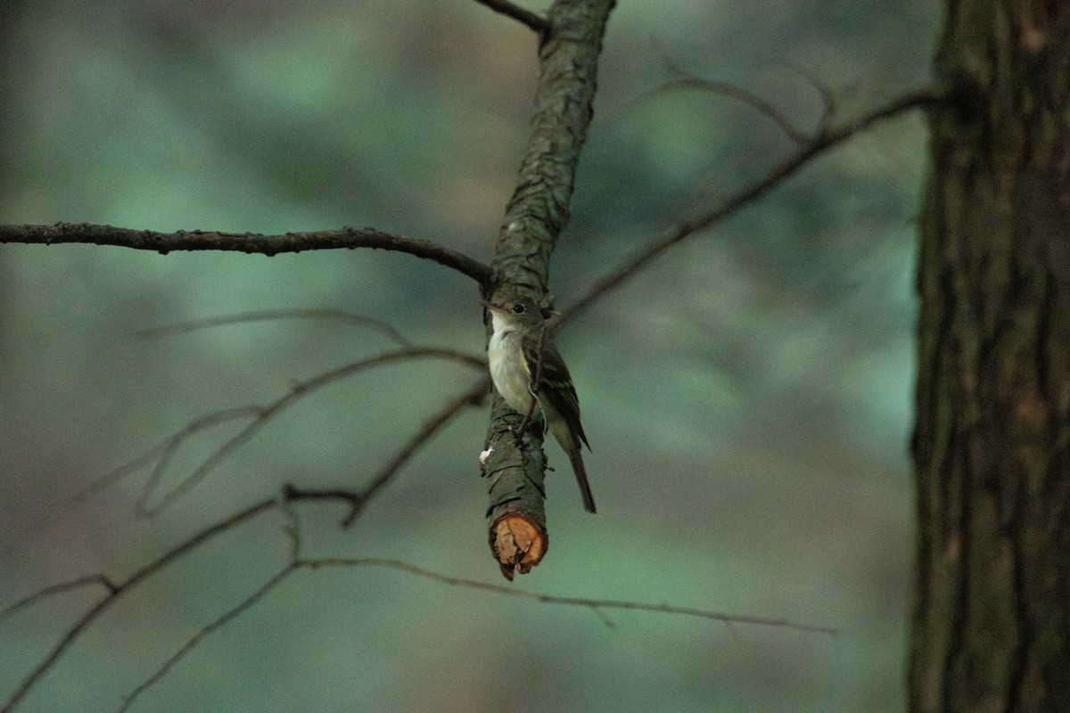 Acadian Flycatcher - ML635987679