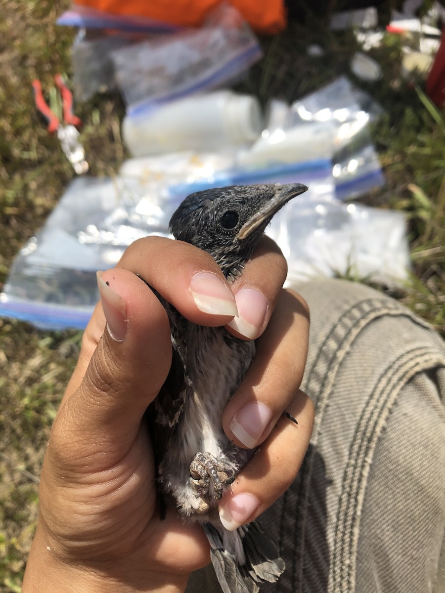Golondrina Purpúrea - ML635987728