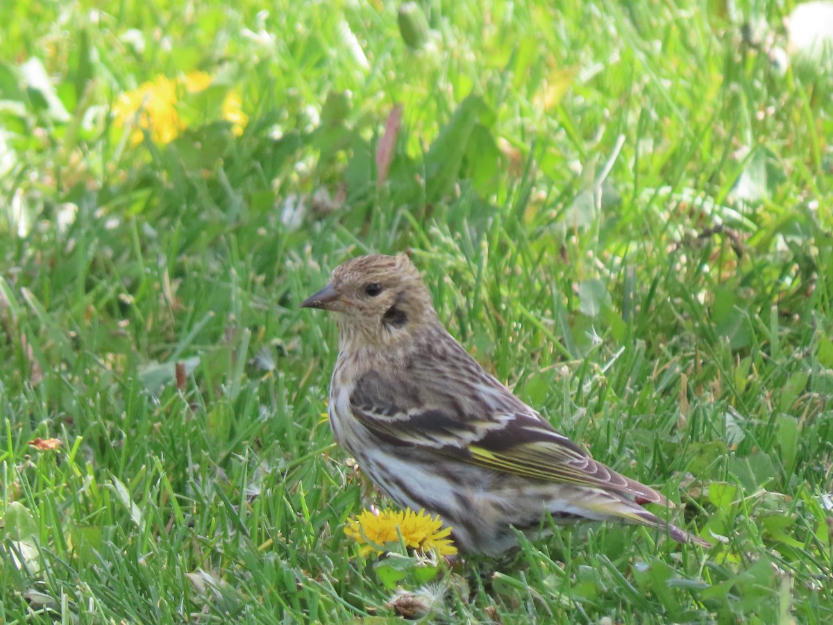 Pine Siskin - ML635987742