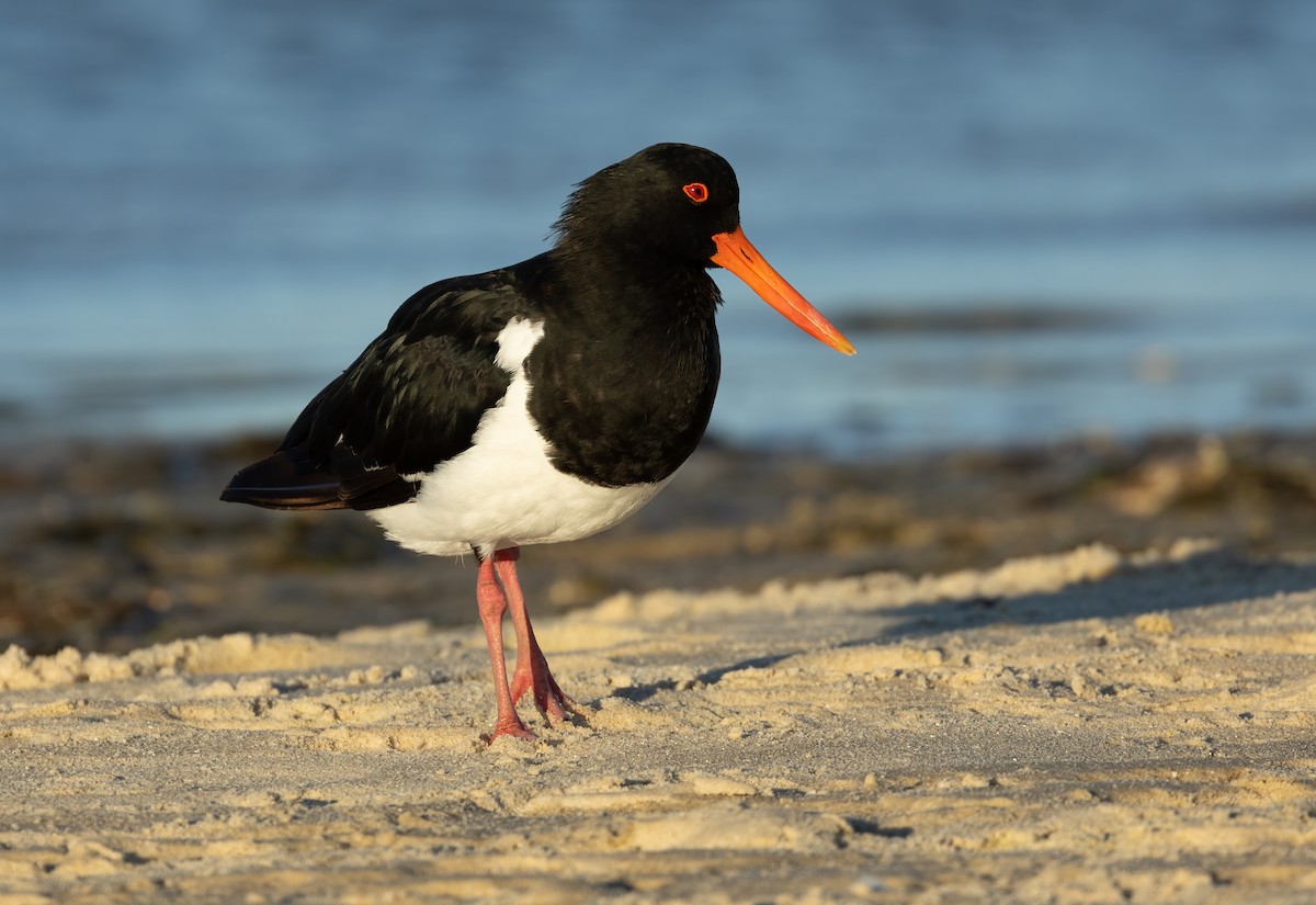 Pied Oystercatcher - ML635987758