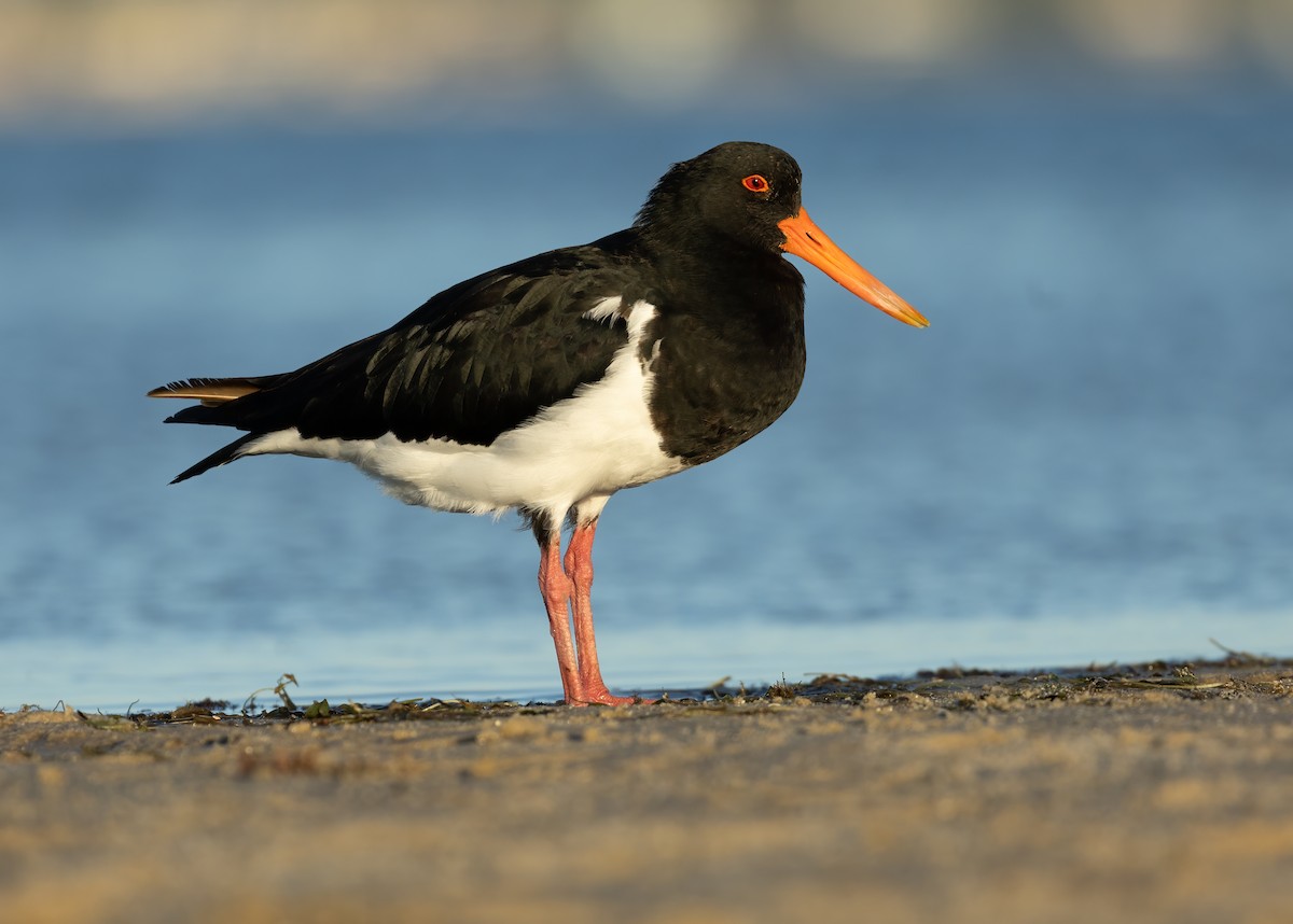 Pied Oystercatcher - ML635987761