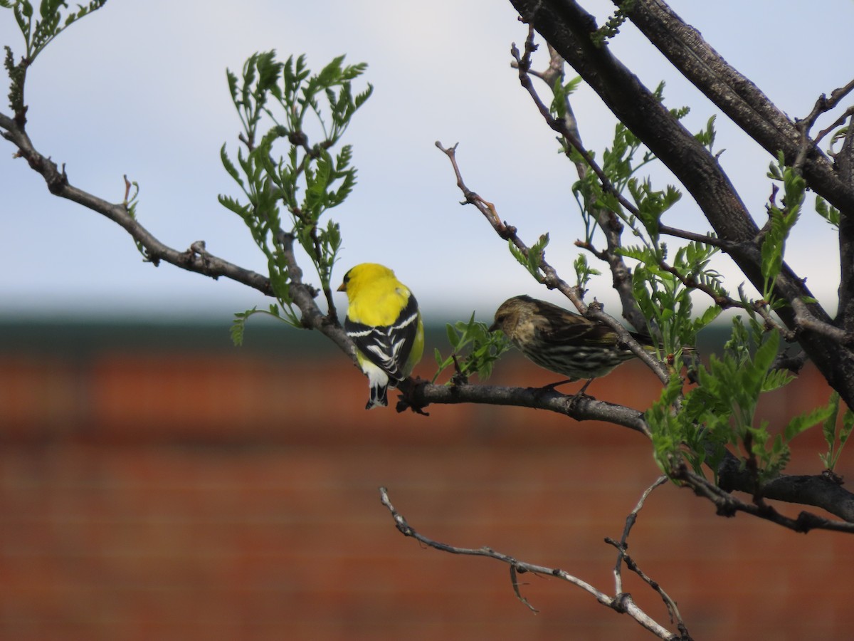 American Goldfinch - ML635987765