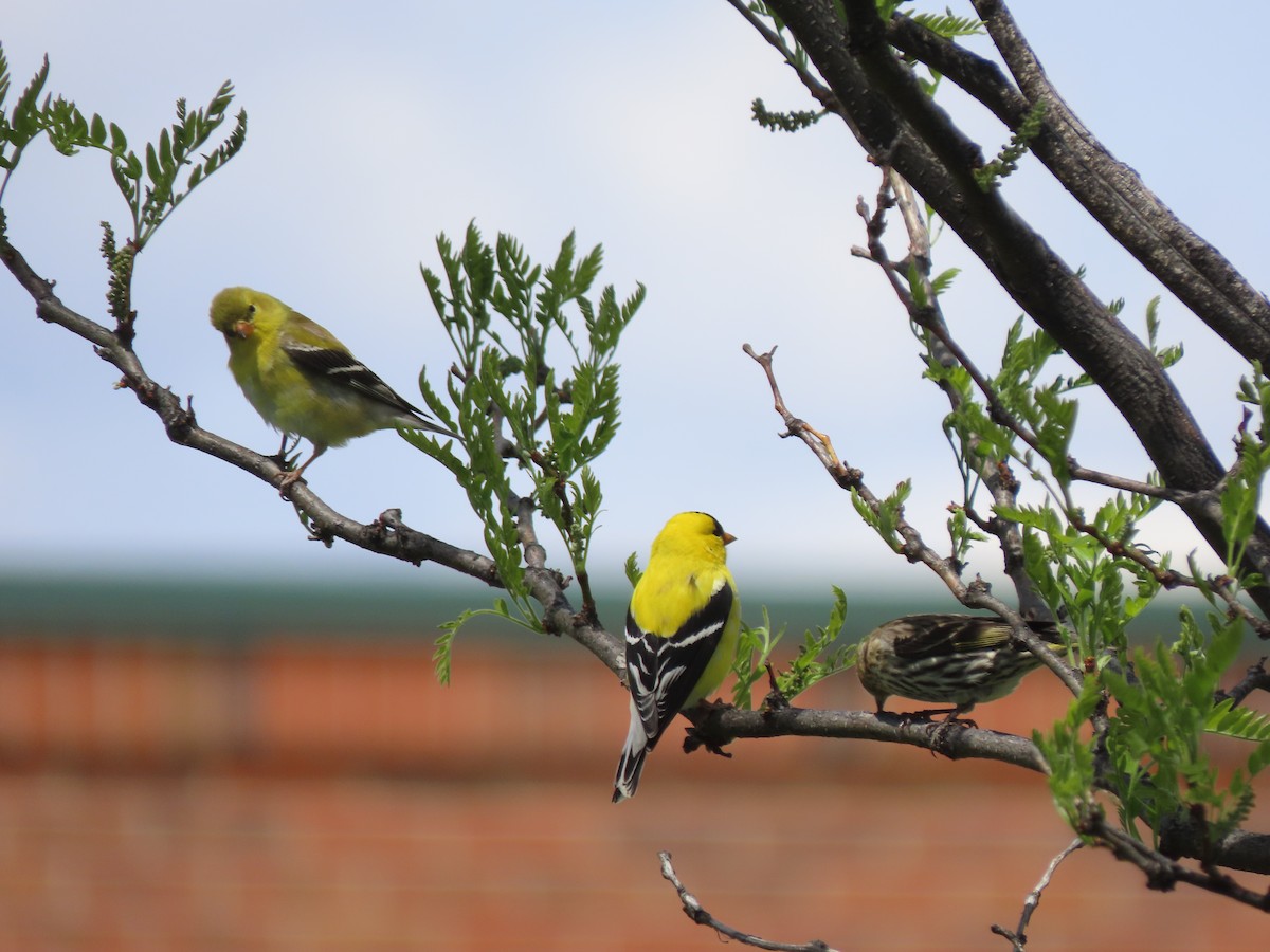 American Goldfinch - ML635987766
