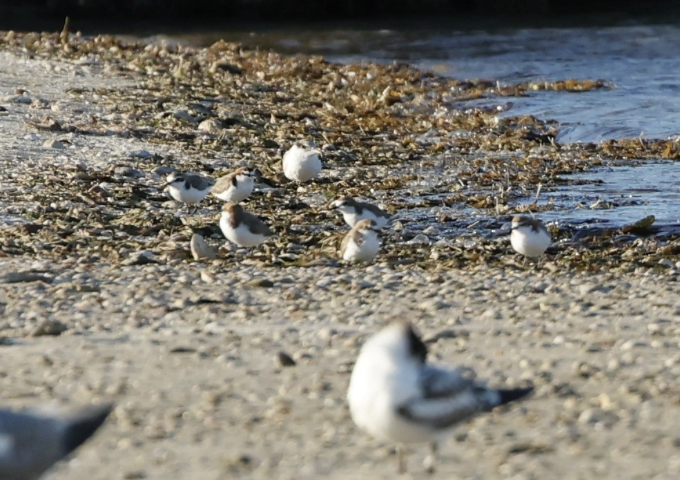 Red-capped Plover - ML635987803