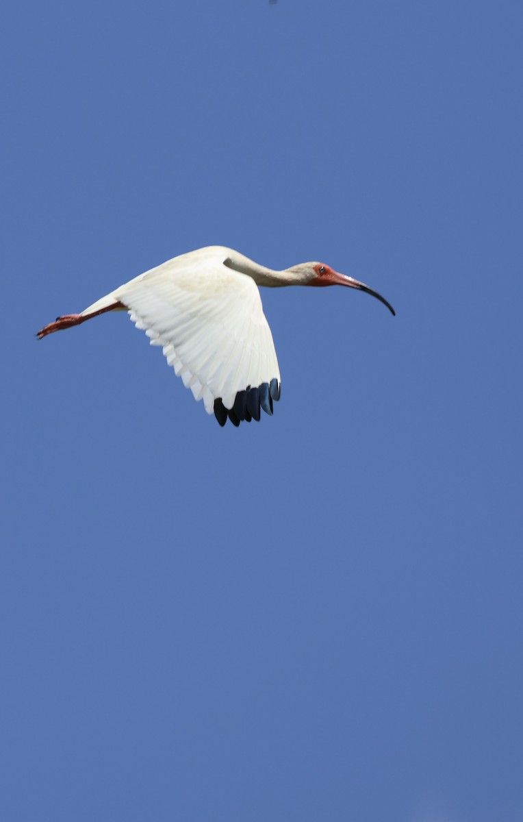 White Ibis - ML635987925