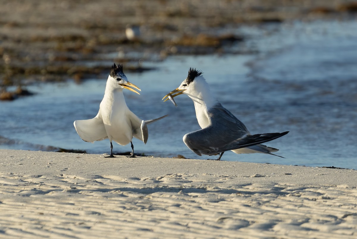 Great Crested Tern - ML635987931